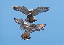 ハヤブサの餌渡し