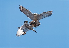 ハヤブサの餌渡し2