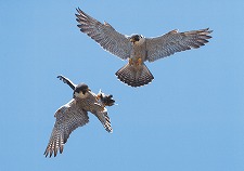 ハヤブサの餌渡し3