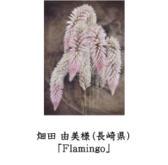 フォトコン2010　自由部門　MPM