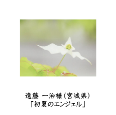 フォトコン2010　ネイチャー部門　GEKKO賞